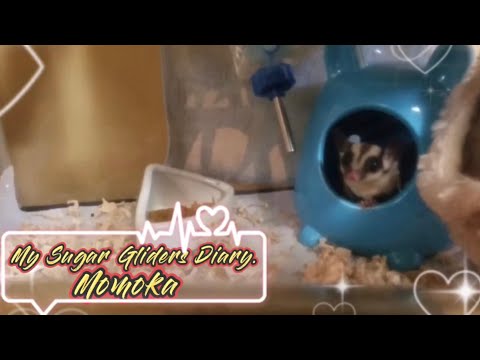 SUGAR GLIDER Diary`s  #playtime #フクロモモンガのいる生活