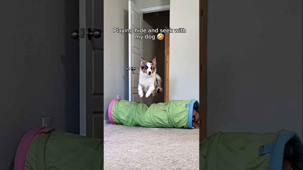 Playing hide and seek with my dog is dangerous 😅🤣