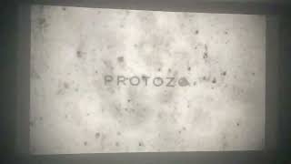 NonStop Entertainment (Sweden) / A24 / Protozoa Pictures logo (2023/1998) (Opening)