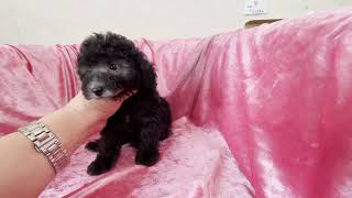 トイプードル73様 INU-001 トイプードル - MR.&MRS.CHIEF