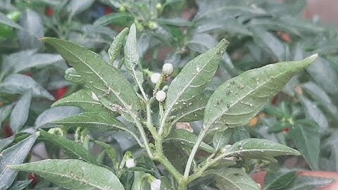 Trị Rệp Sáp Trên Cây Ớt Đơn Giản @TÒNG VĨ TV