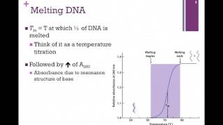 155-Melting DNA