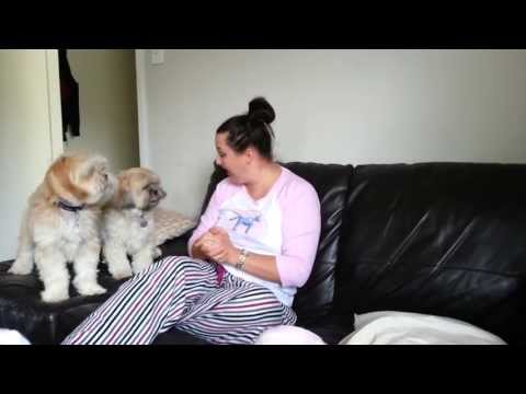 Lhasa Apso Dogs Go Crazy When you Ask Them if they're Hungry!