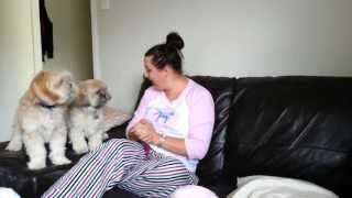 Lhasa Apso Dogs Go Crazy When you Ask Them if they're Hungry!