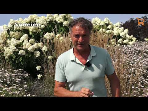 Video: Watter plante het knoppe?