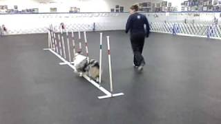 Full bunny.avi Guide