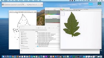 ImageJ Tutorial 1.6 - Count Leaf Lesions (Scanned Image)