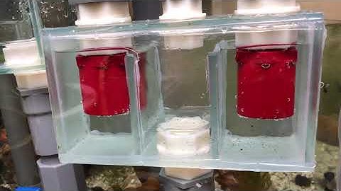 Overflow 2 ngăn hút đáy hút mặt hoàn toàn tuyệt đối