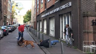 Rhodesian Ridgeback pulls over owner