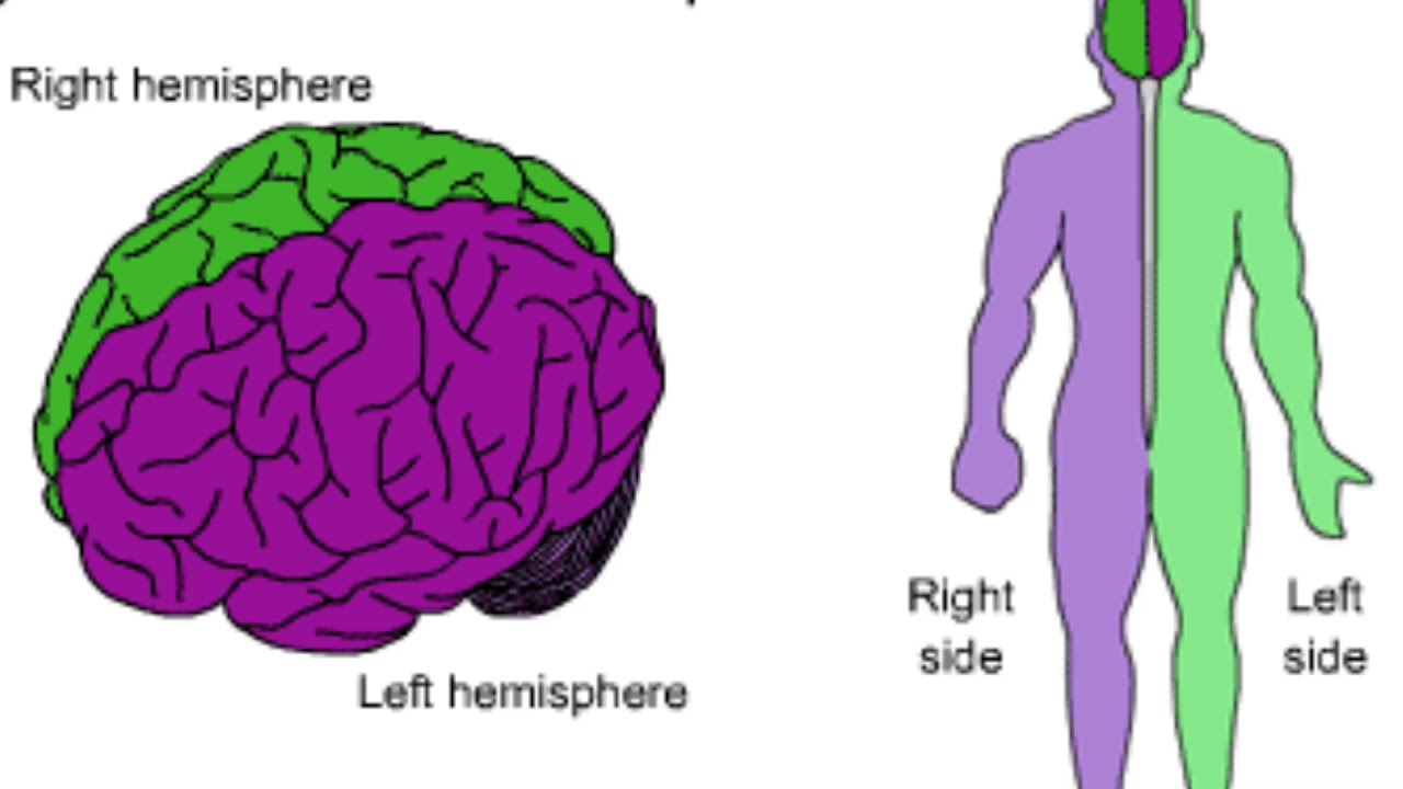 Поражение левого полушария мозга. Мозговые полушария. Левое полушарие правая сторона тела. Левое и правое полушарие мозга. Мозг и тело.