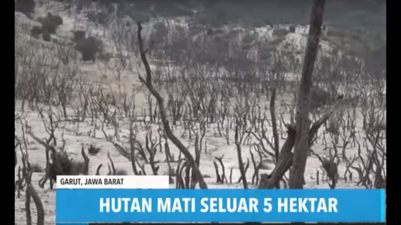 Pesona Hutan Mati Gunung Papandayan | REDAKSI PAGI (14/10/19)