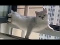 Funny Cat Videos will make you LAUGH 🤣 - Funny Animal Videos Compilation 🤣 Funny Cats 🤣 Cafa Land#6