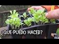 PLANTAS MUY JUNTAS : Como separar plantas REPICADO y ACLAREO En Semillero || La Huertina De Toni
