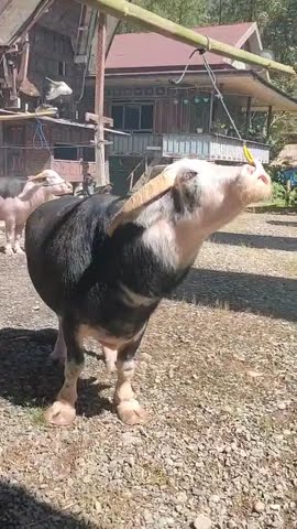 ma'patoei ulang kinallo lalanna ambek kaborok (Nek Peredi) tongkonan paktabaroan dusun laiya.