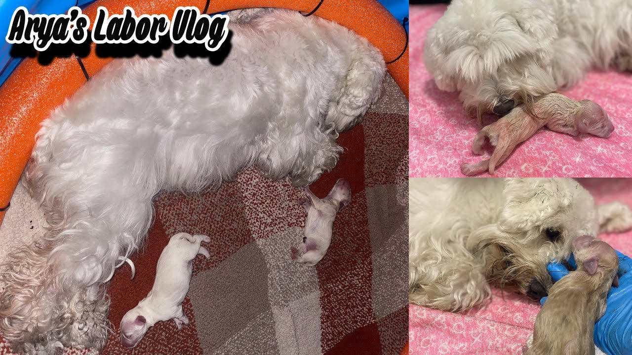 My dog gave birth for the 1st time!! - YouTube