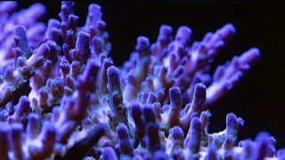 Lets talk about adding SPS corals to your aquarium
