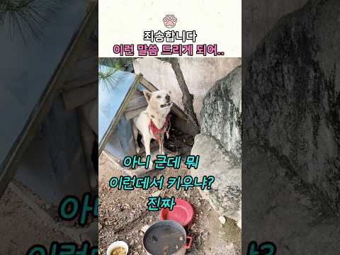 백구의 <strong>남은</strong> 여생을 함께해 주실 분을 찾고 있습니다