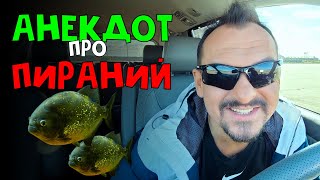 Анекдот Про Пираний | Смотреть Всем | Анекдоты От Алекса