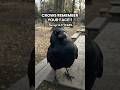 Crows Remember Your Face for 5 Years — And They Will Get Revenge If You're Mean to Them #facts