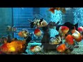 3000 mm Goldfish tank