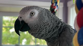 Symon the African Grey Talking Parrot is chatting while dad grabs lunch🤣#birds #talkingparrot #cag