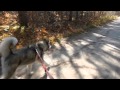 Bike-Joring with Koda ~ ADOPTED Bike-Joring with Koda ~ ADOPTED