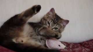 Ned the kitten