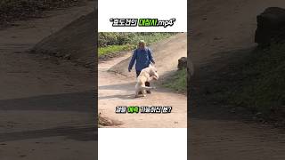 효도견의 대참사 mp4 #동물키우기 #강아지 #유머