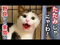 【元野良子猫】家猫デビュー! たたみに似過ぎて 家族で大騒ぎ!