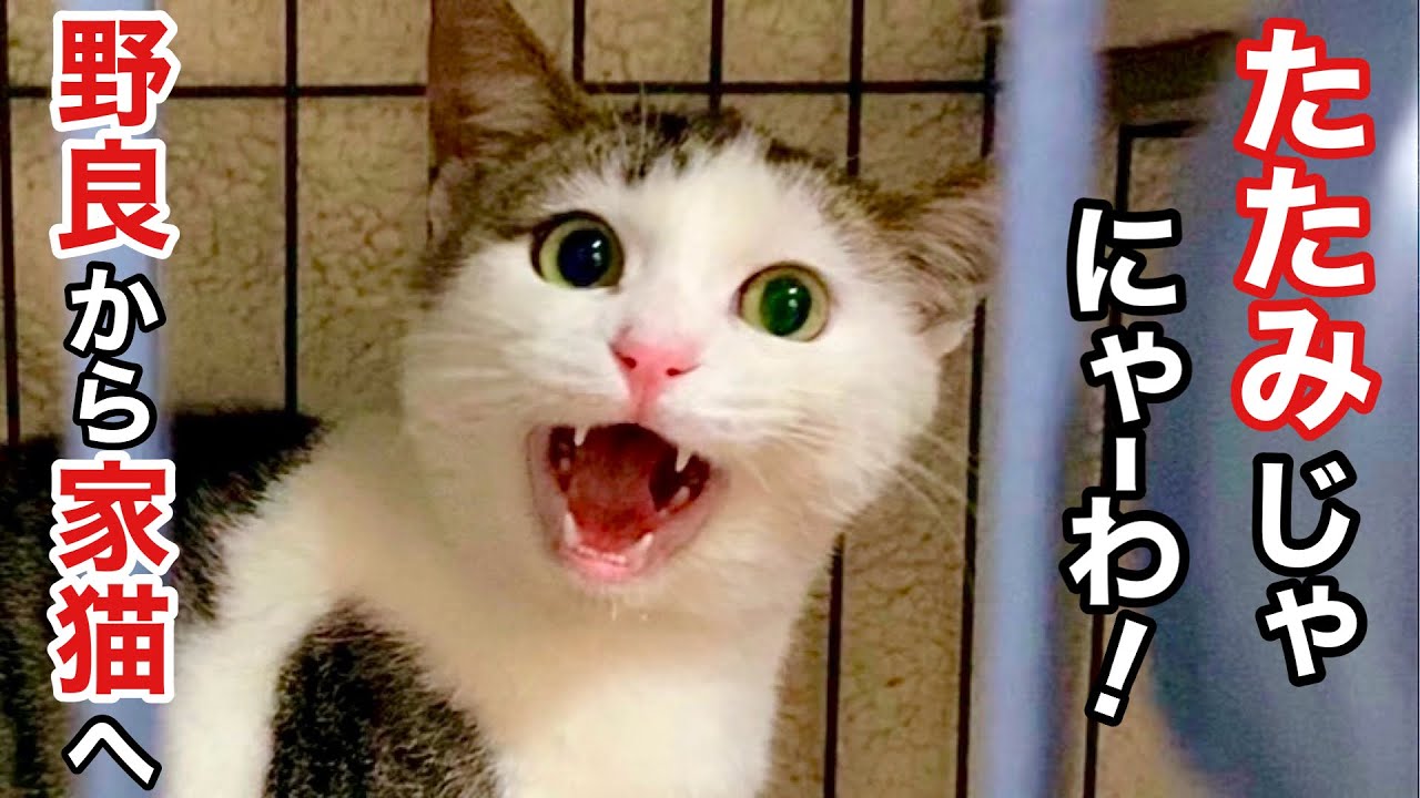 ねこまる 【公式通販】