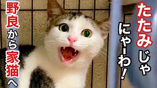 【元野良子猫】家猫デビュー! たたみに似過ぎて 家族で大騒ぎ!