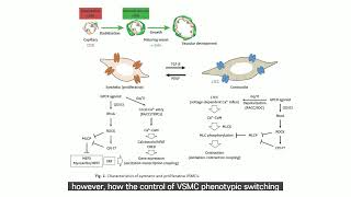 Canonical Transient Receptor Potential Channels and Vascular Smooth Muscle Cell Plasticity