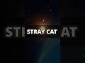 365日めぐソン紹介・2月22日『STRAY CAT』 #林原めぐみ #めぐソン