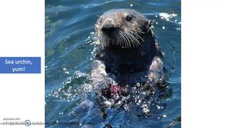 Sea Otter Home Range Estimation and Conservation Efforts