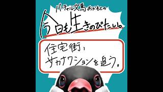 住宅街、サカナクションを追う。【バーチャル文鳥おかもとの今日も生きのびたい 】#20