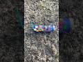 Super Ground Bloom with report #fireworks #banger #pyro