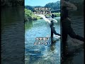 1匹の放流で水辺は終わる