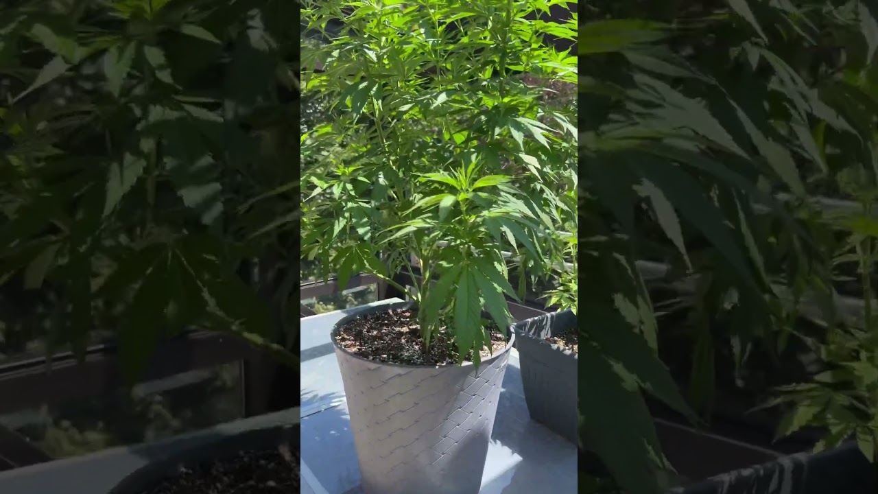 Nature’s queens in the making – stay tuned!!😌😍 