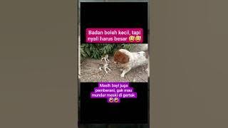 anak kucing vs anjing #cat #dog #animals