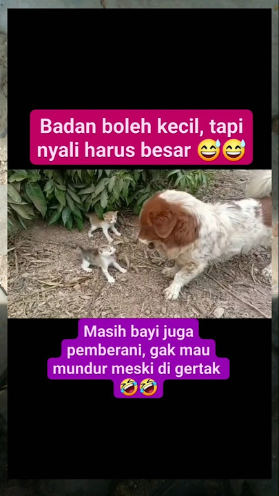 anak kucing vs anjing #cat #dog #animals