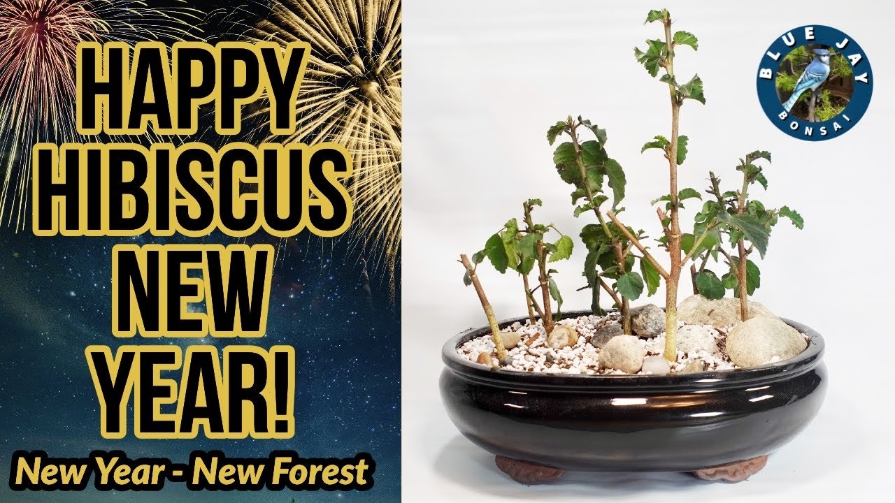 Happy Hibiscus New Year - Making a Hibiscus Bonsai Forest