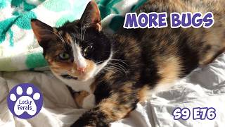 More Bugs For The Cats, Mail Time, - Lucky Ferals Cat Family Vlog