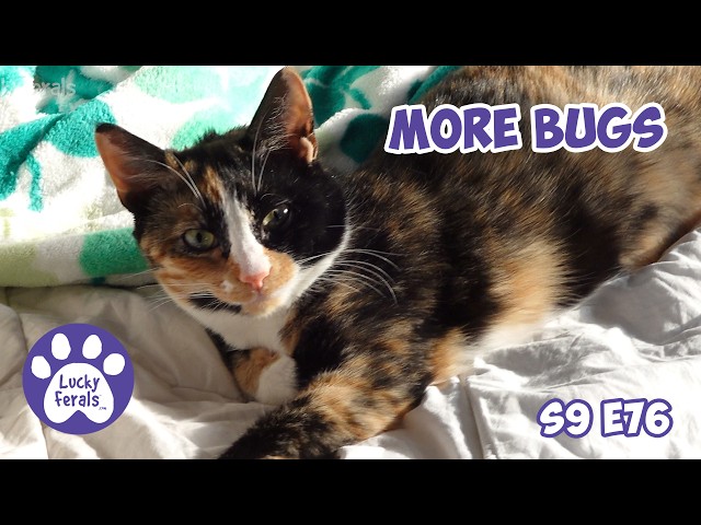 More Bugs For The Cats, Mail Time, - Lucky Ferals Cat Family Vlog