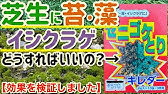 コケ 苔 対策 芝生 西洋芝 庭 苔 撃退法 芝 Lawn Restoration Moss Control Youtube