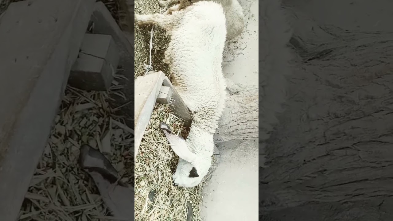 Animals# sheap are eating food#/Beautiful sheaps