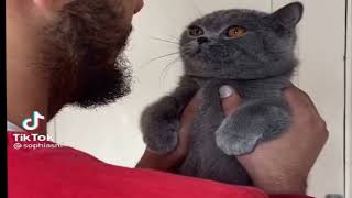 Funniest cut cat 2023 #trynottolaugh #catmemes  #catvideos