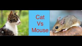 Cat vs mouse race (coding) screenshot 5