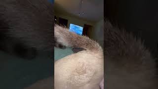Scratch that KITTEN BUTT!! #cat #kitten #animals #shorts