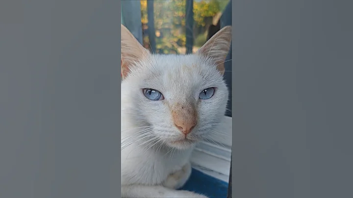Watch the video about Gatito ojos azules #cat #gato #kitty