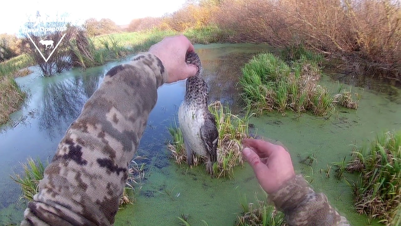 Охота на утку